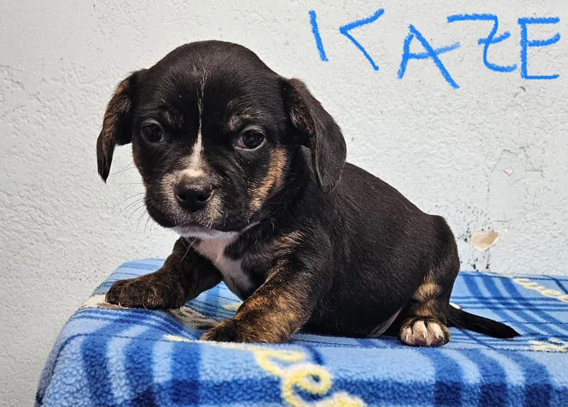 A baby small-sized male Spaniel dog named Kaze for adoption in Inglewood, CA
