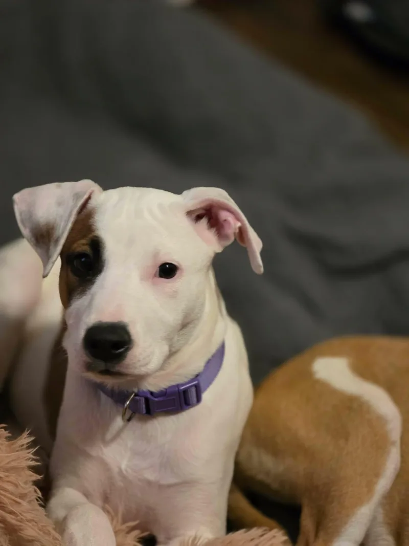 A baby small-sized female Brown / Chocolate Jack Russell Terrier dog named Dockers for adoption in Lexington, NC