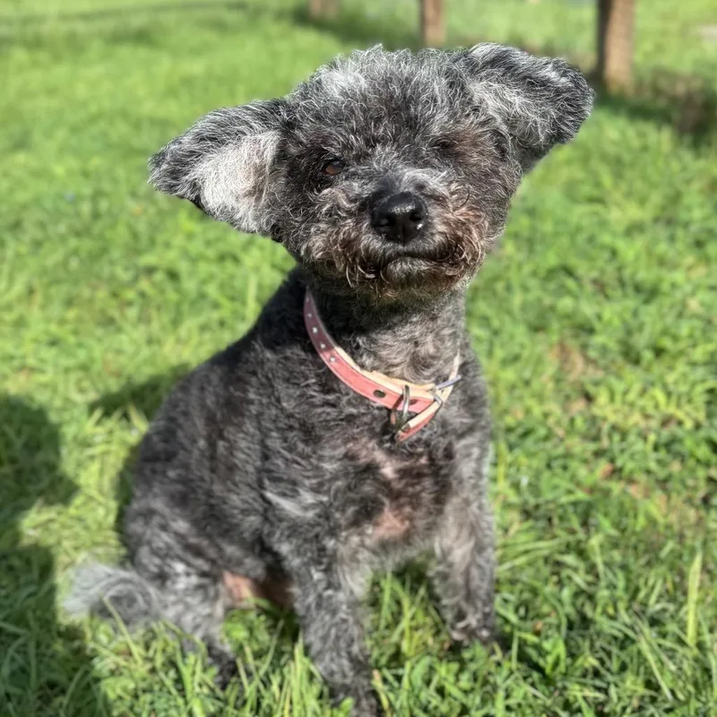 A senior small-sized female Black Miniature Poodle dog named Maggie Robertson for adoption in Houston, TX