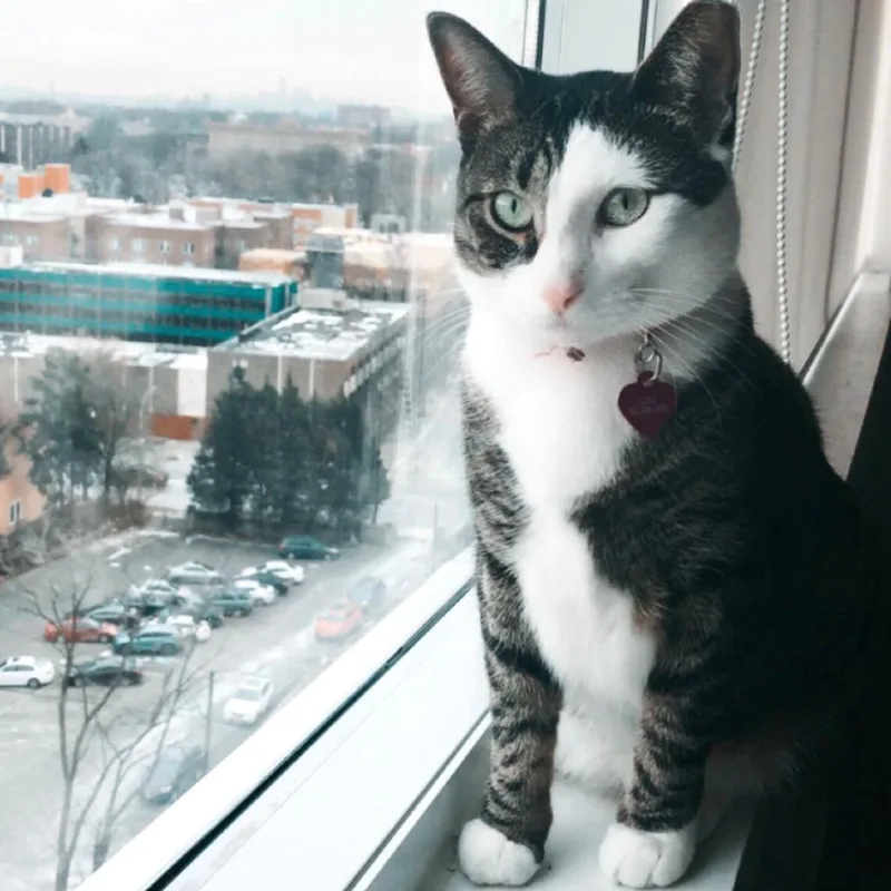 A senior large-sized female Domestic Short Hair cat named Luna Balloona for adoption in Newark, NJ