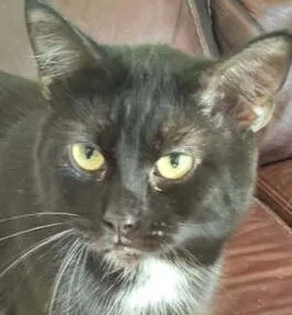 An adult medium-sized male Black & White / Tuxedo Domestic Short Hair cat named Speedy for adoption in Anoka, MN