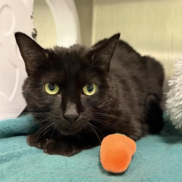 An adult small-sized male Domestic Short Hair cat named Dipsy for adoption in Centerville, MA