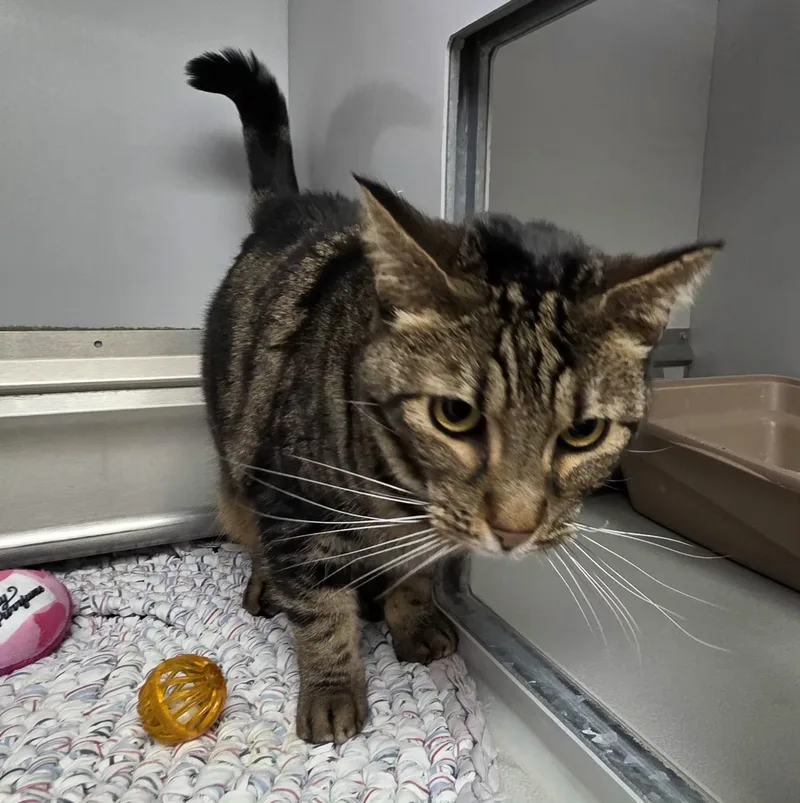 An adult medium-sized female Black Domestic Short Hair cat named 61967543 for adoption in Elko, NV