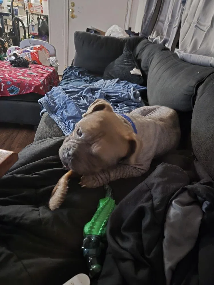 Pork Chop thumbnail 2