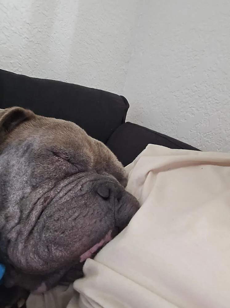 Pork Chop thumbnail 3