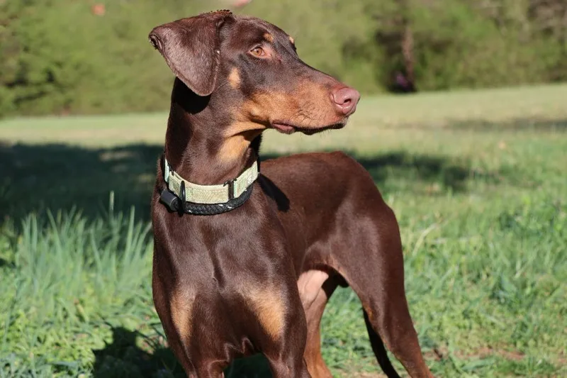 A young large-sized male Mixed Breed dog named Coffee for adoption in Columbia, TN