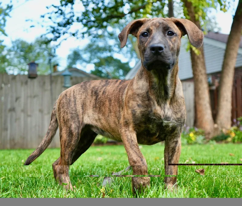 A baby large-sized female Great Dane dog named Brinn for adoption in Palatine, IL