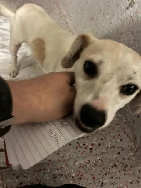 A young small-sized male Chihuahua dog named Lane for adoption in Fort Lauderdale, FL