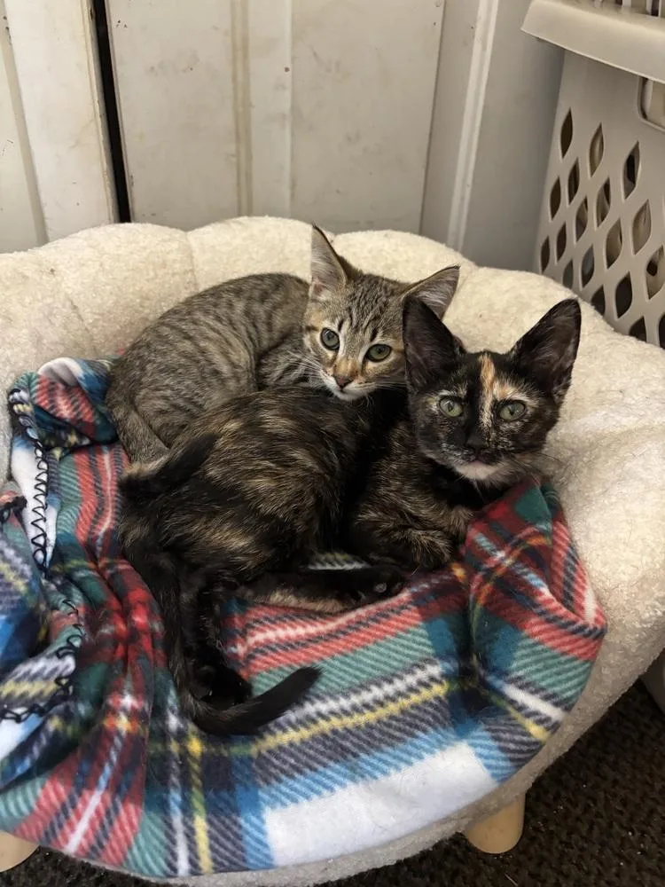A baby small-sized female Tabby (Brown / Chocolate) Domestic Short Hair cat named Amelie for adoption in West Mifflin, PA