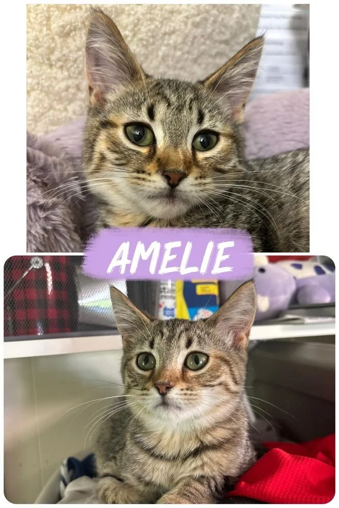 Amelie thumbnail 2