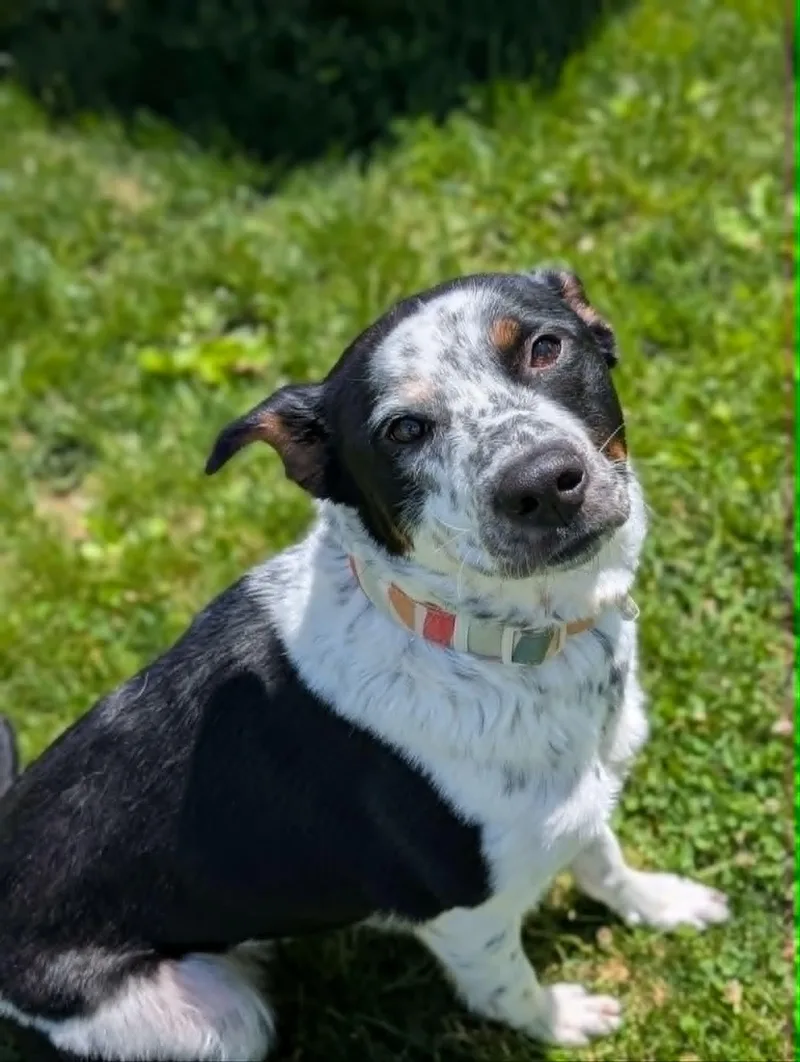 An adult medium-sized female Tricolor (Brown, Black, & White) Australian Cattle Dog / Blue Heeler dog named Lady for adoption in Chambersburg, PA