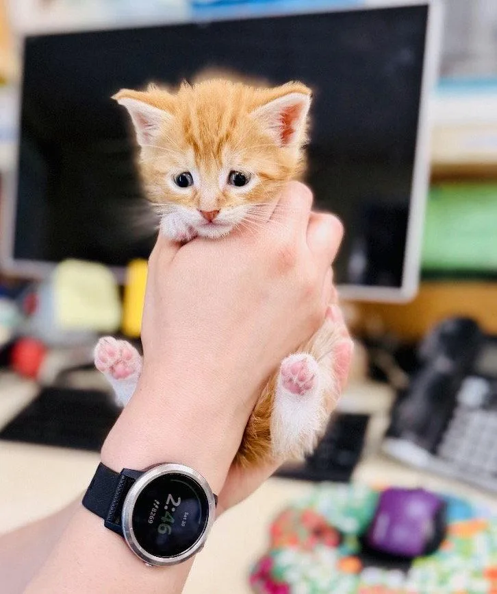 A baby medium-sized male Orange & White Domestic Short Hair cat named Lobster for adoption in Sanford, NC