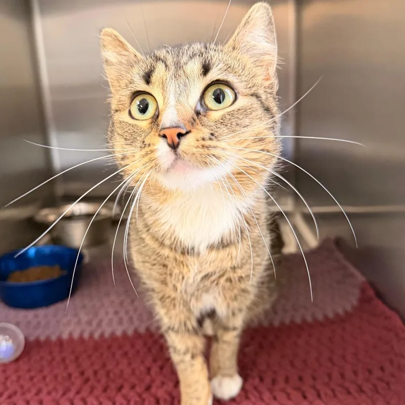 An adult medium-sized female Brown / Chocolate Domestic Short Hair cat named Tax for adoption in Indianapolis, IN