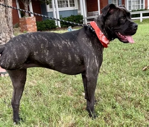 A baby medium-sized female American Staffordshire Terrier dog named Mandi Sue “Baby” for adoption in Oklahoma City, OK