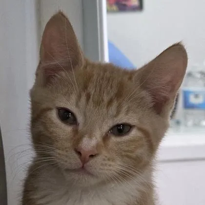 Junior
