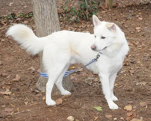 An adult medium-sized male White / Cream Husky dog named Polo for adoption in Lake Wylie, SC