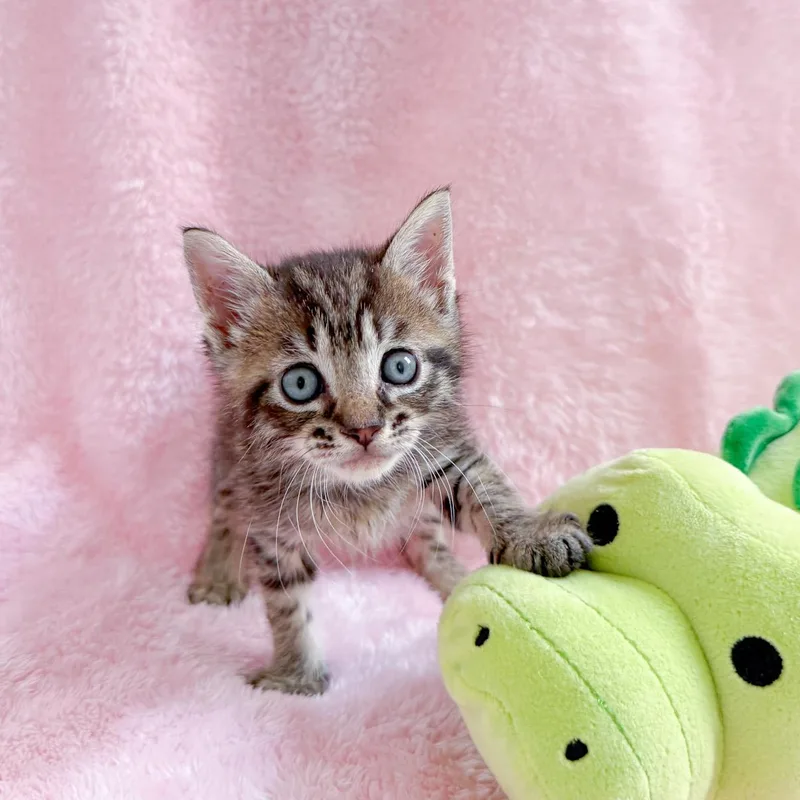 A young medium-sized male Tabby cat named Spudly for adoption in New Orleans, LA
