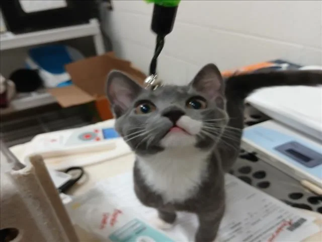 A baby small-sized male Domestic Short Hair cat named Bandersnatch for adoption in Derwood, MD