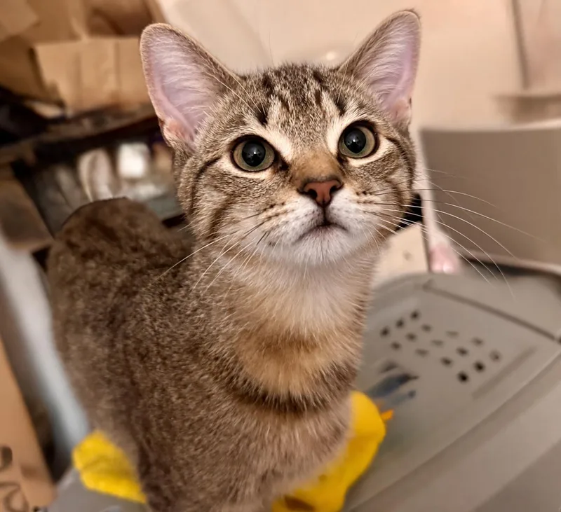 A baby medium-sized female Gray / Blue / Silver American Shorthair cat named Chastity for adoption in Philadelphia, PA