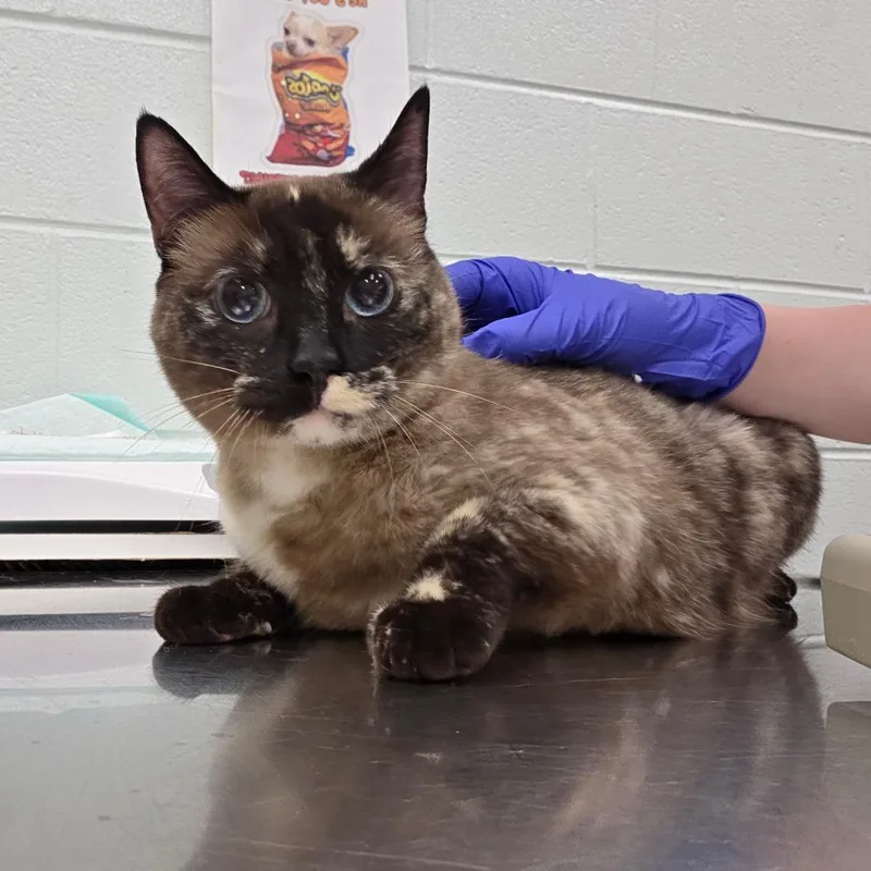 An adult medium-sized female Tortoiseshell Domestic Short Hair cat named Maggie for adoption in Chattanooga, TN