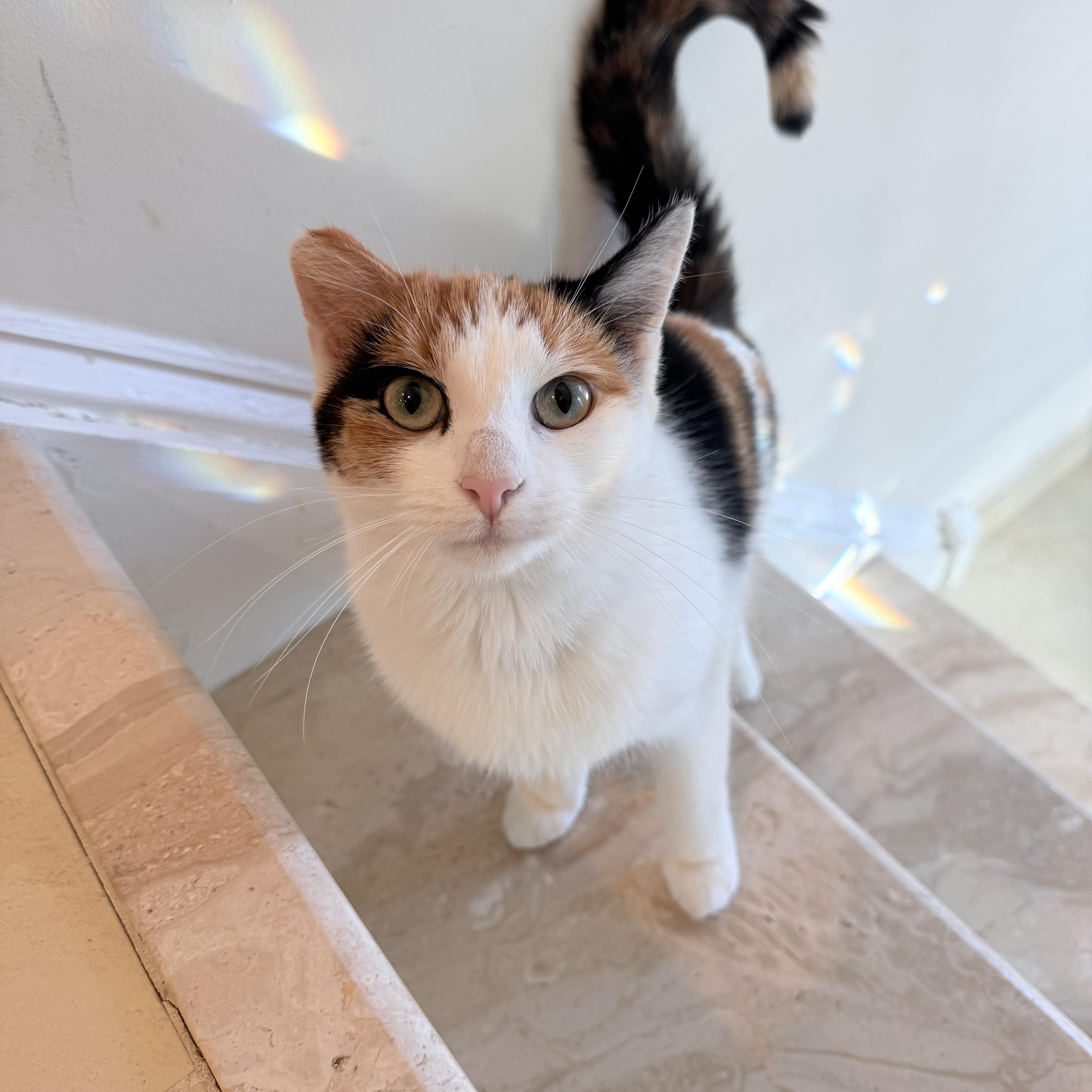 A young medium-sized female Calico American Shorthair cat named Caralee for adoption in Philadelphia, PA