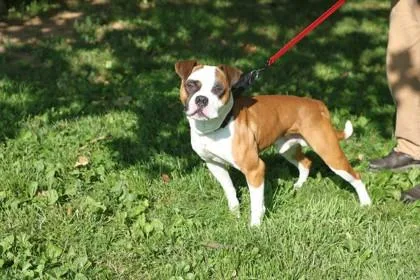 An adult large-sized male Mixed Breed dog named Cassius for adoption in West Chester, PA