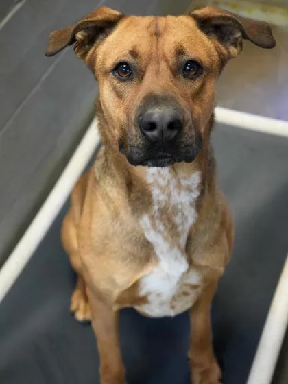 An adult medium-sized male Shepherd dog named Ricky Bobby for adoption in Bowling Green, KY