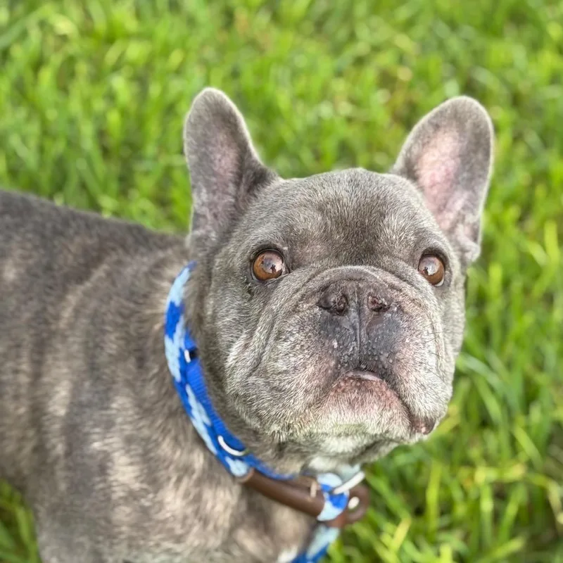 An adult medium-sized male French Bulldog dog named Benjamin for adoption in Santa Barbara, CA