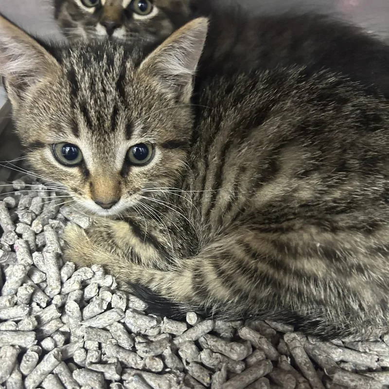 A baby small-sized male Brown / Chocolate Domestic Short Hair cat named Fallon for adoption in Yanceyville, NC