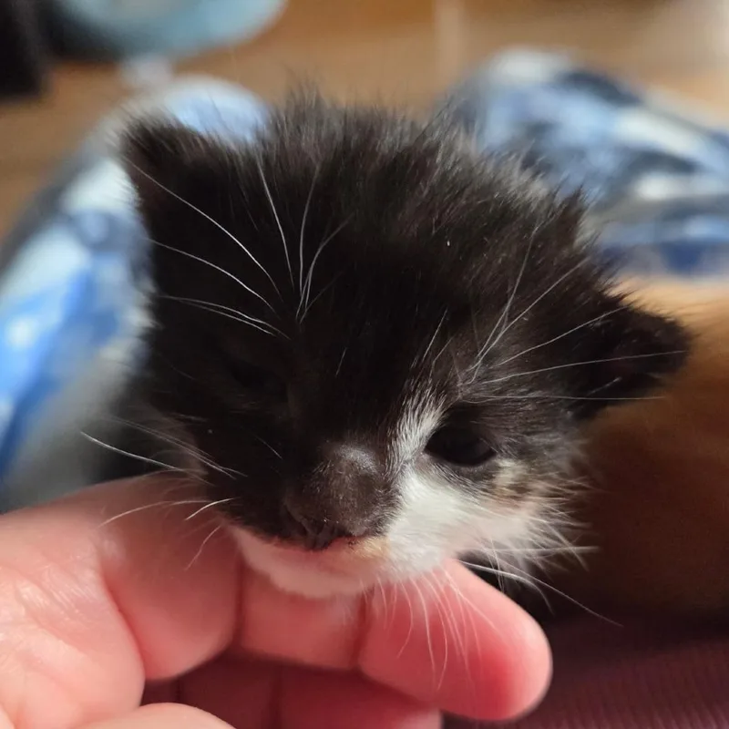 A baby small-sized female Calico Domestic Short Hair cat named Mia  Calypso for adoption in Othello, WA