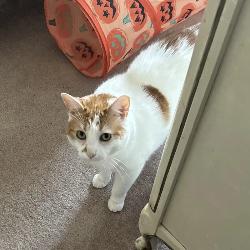 An adult medium-sized female Orange & White American Bobtail cat named Nilah for adoption in jacksonville, FL