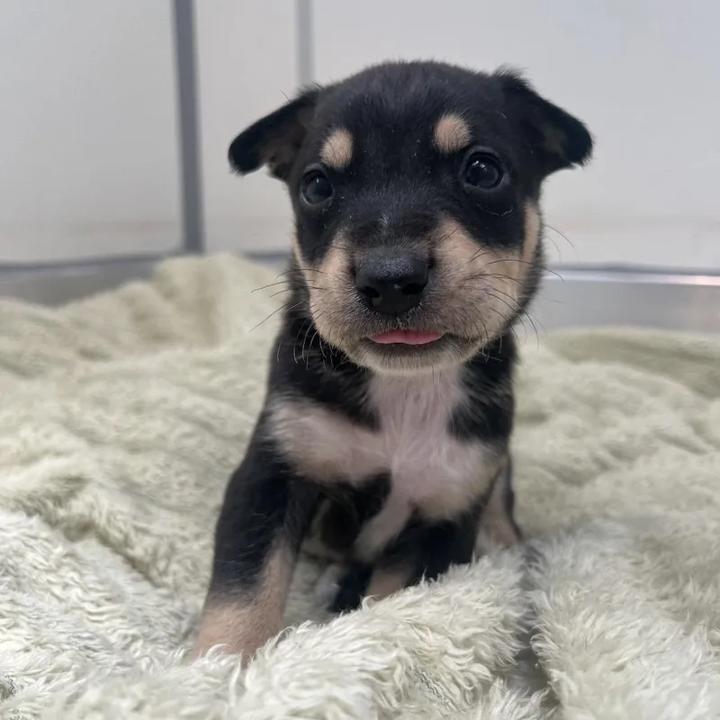 A baby medium-sized male Black Rottweiler dog named Pacha for adoption in Murray, UT