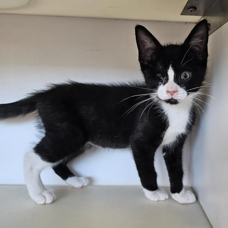 A baby small-sized male Black Domestic Short Hair cat named Goose for adoption in Monroe, MI