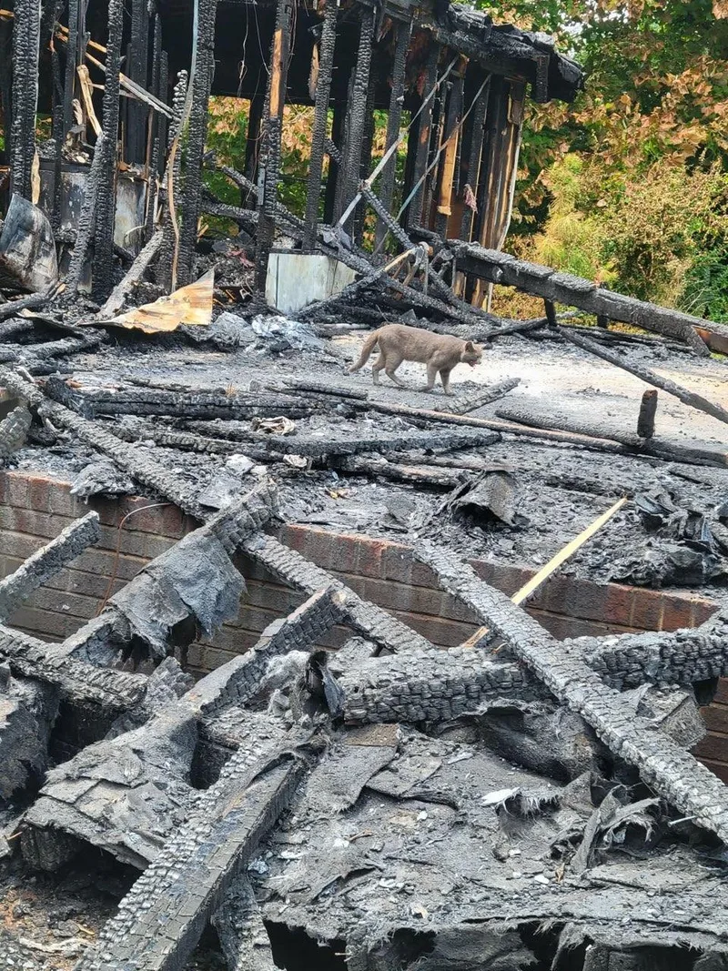 Pretty Paula thumbnail 6