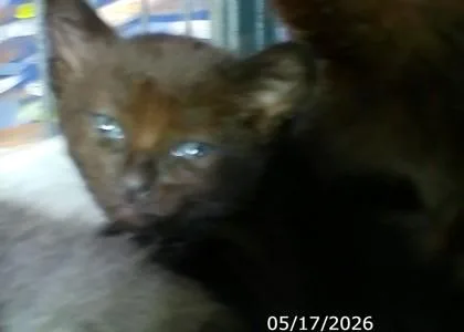A baby medium-sized female Domestic Short Hair cat named Wisp for adoption in West Memphis, AR