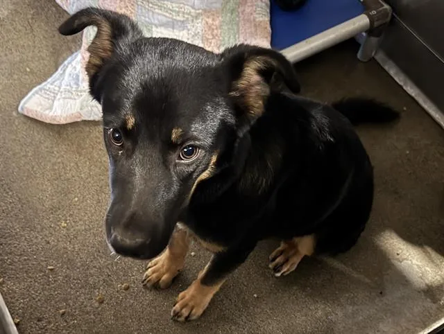 A young large-sized male German Shepherd Dog dog named Lukas for adoption in Camarillo, CA