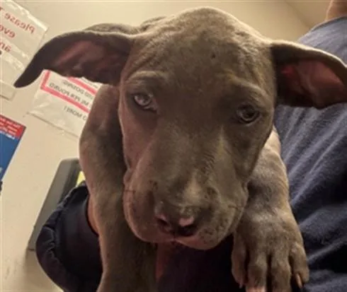 A baby small-sized female Pit Bull Terrier dog named Lulu for adoption in Van Nuys, CA