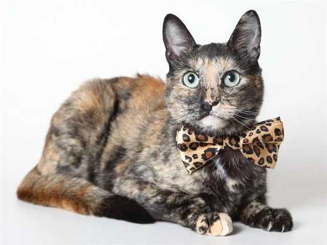 An adult small-sized female Domestic Short Hair cat named Maple for adoption in South Lake Tahoe, CA
