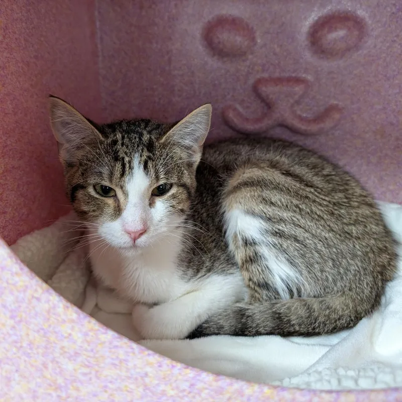 A baby small-sized female Brown / Chocolate Domestic Short Hair cat named Tulip for adoption in Brookfield, WI
