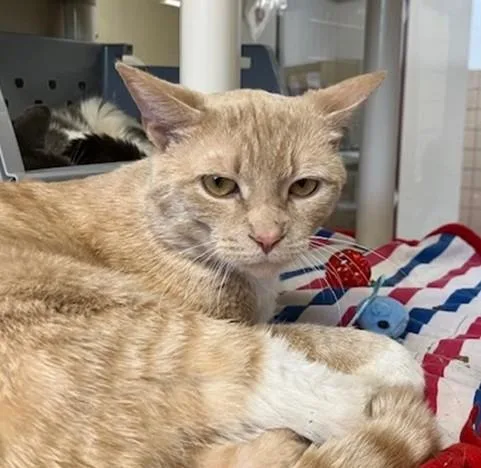 A young medium-sized male Domestic Short Hair cat named Pedro for adoption in Springfield, MA
