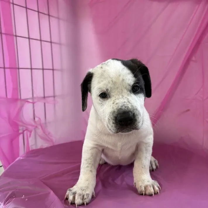 A baby medium-sized male White / Cream Labrador Retriever dog named Carl Paw Dean for adoption in North Charleston, SC