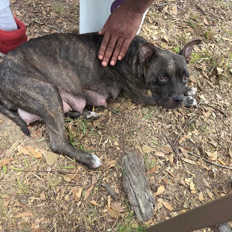 An adult medium-sized female Brown / Chocolate Mixed Breed dog named StraythStreet for adoption in Columbus, GA