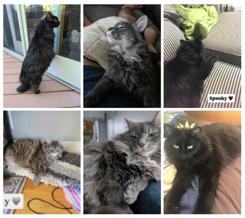 An adult medium-sized female Domestic Long Hair cat named Misty & Spooky for adoption in Medford, MA