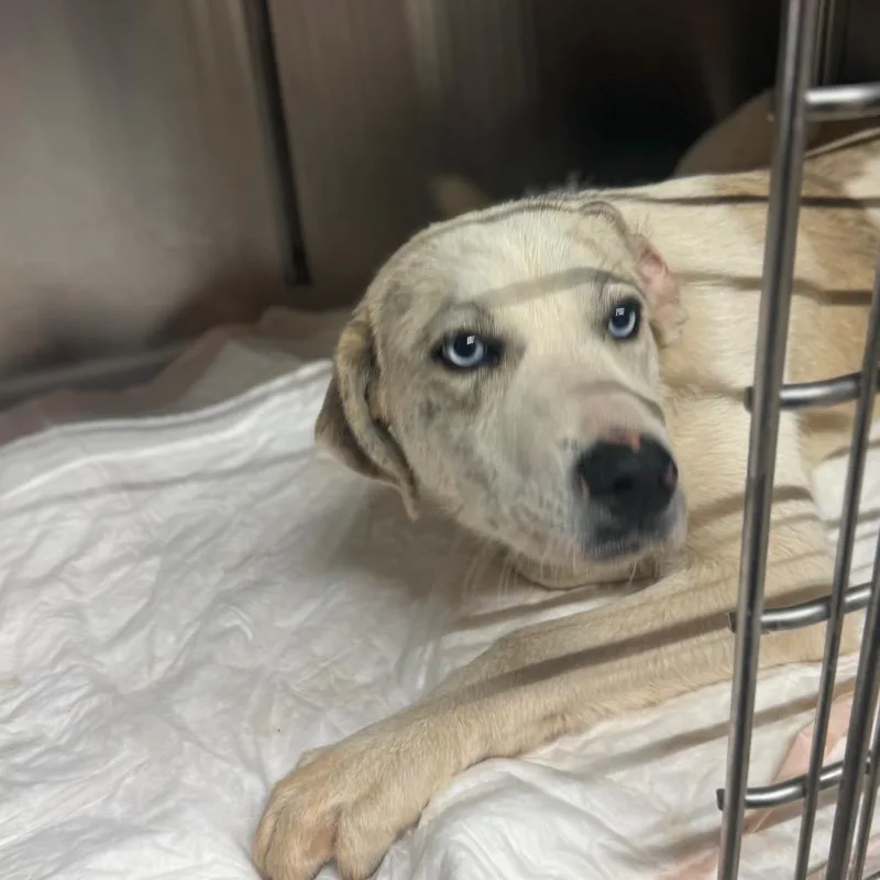A young medium-sized female White / Cream Mixed Breed dog named Sandy for adoption in Pauls Valley, OK