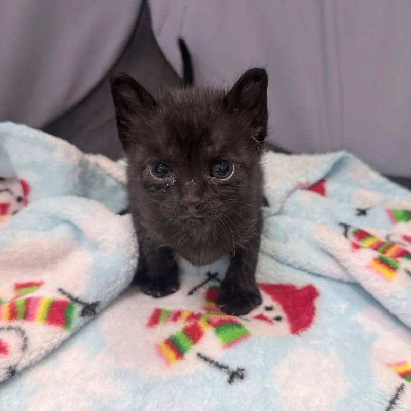 A baby small-sized female Black Domestic Short Hair cat named May for adoption in Jupiter, FL
