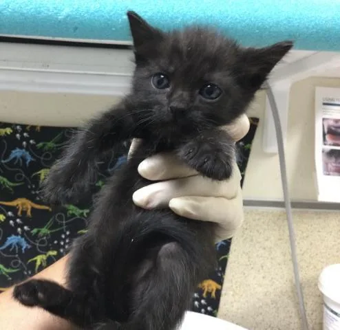 A baby small-sized male Domestic Short Hair cat named Zoro for adoption in Riverside, CA