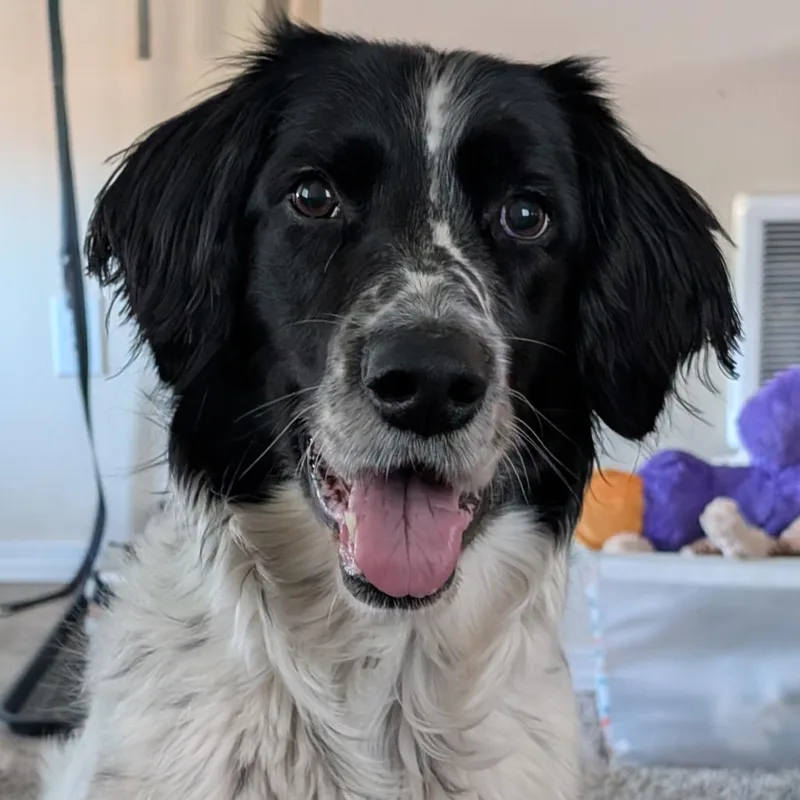 A senior medium-sized female White / Cream English Setter dog named Ruby for adoption in Cashmere, WA