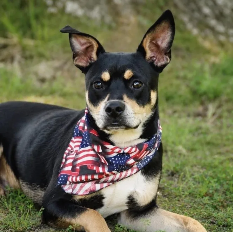 An adult medium-sized male Manchester Terrier dog named Chase for adoption in Boston, MA
