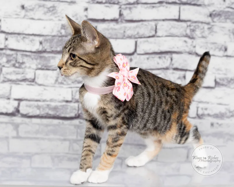 A baby medium-sized female Tabby (Gray / Blue / Silver) Oriental Tabby cat named Angie for adoption in Tuscaloosa, AL