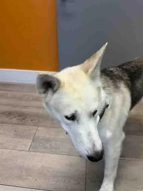 An adult medium-sized male Siberian Husky dog named Tonto for adoption in Walnut Creek, CA